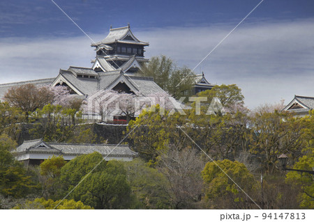熊本城と桜 熊本城と桜 94147813