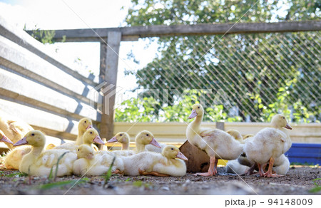 flock of ducklings. ducklings on the farm. birds in the pen. little ducks flock of ducklings. ducklings on the farm. birds in the pen. little ducks 94148009
