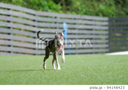 ドッグランで遊ぶイタリアングレーハウンドとボーダーコリーのミックス犬 94148423
