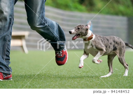 ドッグランで遊ぶイタリアングレーハウンドとボーダーコリーのミックス犬の写真素材 [94148452] - PIXTA