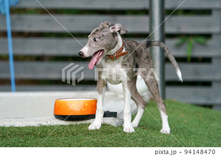 ドッグランで遊ぶイタリアングレーハウンドとボーダーコリーのミックス犬 ドッグランで遊ぶイタリアングレーハウンドとボーダーコリーのミックス犬 94148470