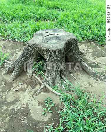 緑色の雑草が周囲に生えた古びた大きな根のある切り株の縦長の背景画像 94148487