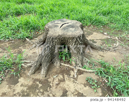 若緑色の雑草が周囲に生えた古びた大きな根のある切り株の背景画像 若緑色の雑草が周囲に生えた古びた大きな根のある切り株の背景画像 94148492