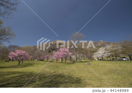 鍋の平キャンプ場と桜 鍋の平キャンプ場と桜 94148989