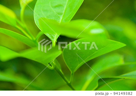 おかざき自然体験の森の植物 おかざき自然体験の森の植物 94149382