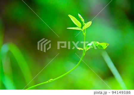 おかざき自然体験の森の植物 94149386