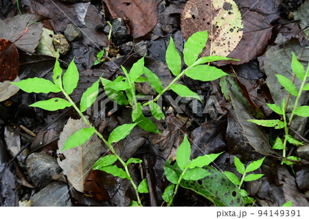 おかざき自然体験の森の植物 おかざき自然体験の森の植物 94149391