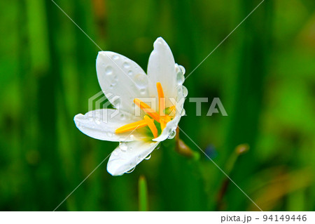 白くて小さいたますだれの花 94149446