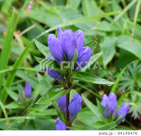 長野県高峰高原のエゾリンドウ 94149476