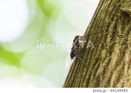 夏の終わりを告げるツクツクボウシ 夏の終わりを告げるツクツクボウシ 94149485