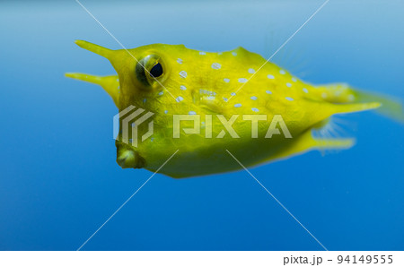 泳ぐコンゴウフグ 泳ぐコンゴウフグ 94149555