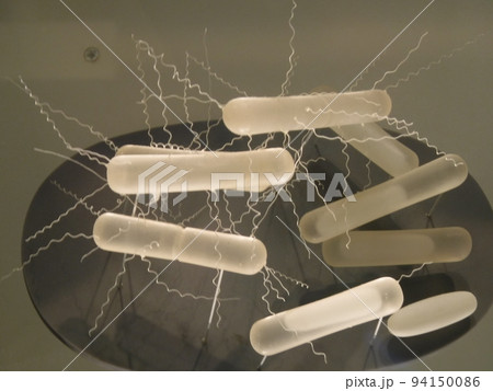 細菌　〜bacteria 94150086