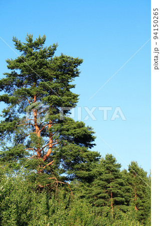 Nice Pine Tree 94150265