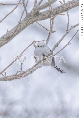 おっちゃんこ おっちゃんこ 94150293