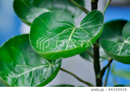 Polyscias fruticosa L Harms,Polyscias fruticosa or Araliaceae Polyscias fruticosa L Harms,Polyscias fruticosa or Araliaceae 94150410