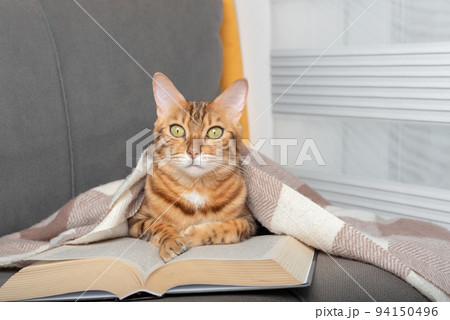 A cat covered in a blanket is reading a book. 94150496
