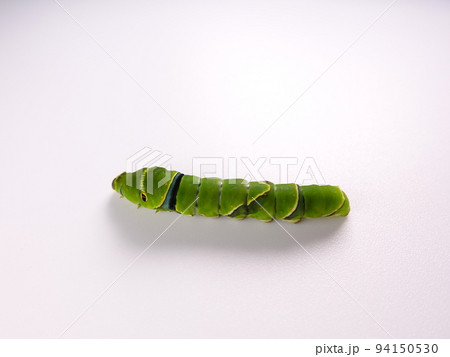 イモムシ　芋虫　幼虫　ナミアゲハ　アゲハチョウ 94150530