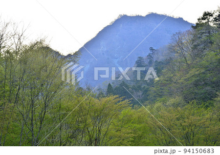 丹沢の大室山 犬越路南コース 用木沢の新緑と小笄と大笄を望む 丹沢の大室山 犬越路南コース 用木沢の新緑と小笄と大笄を望む 94150683