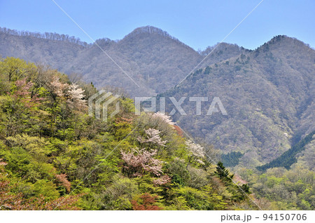 西丹沢　新緑の石棚山稜を望む 94150706