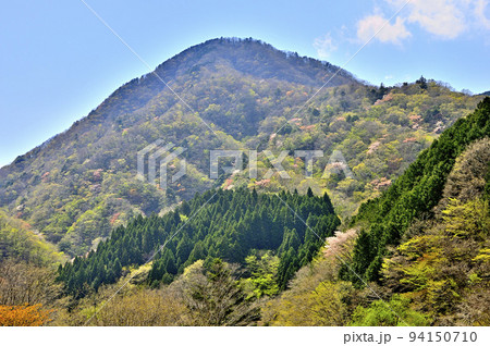 西丹沢 新緑の箒沢権現山 西丹沢 新緑の箒沢権現山 94150710
