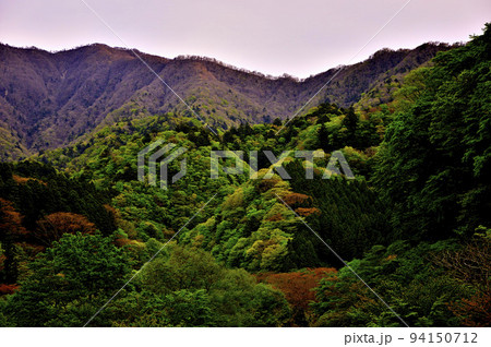 西丹沢　朝焼けの大室山　丹沢主稜 94150712