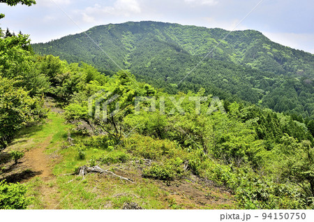 西丹沢のサンショウバラの丘　新緑の不老山を望む 94150750