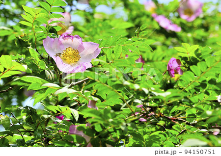 西丹沢の不老山　サンショウバラ 94150751