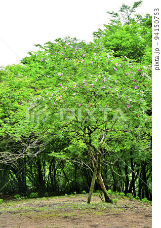 西丹沢の不老山　サンショウバラ 94150753