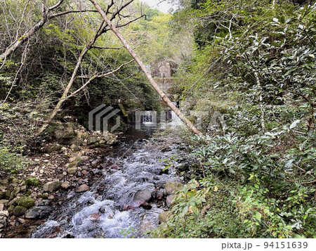 六甲山系　神戸市東灘区本山町岡本、七兵衛山　登山道より　住吉川上流のせせらぎ 94151639
