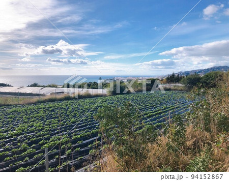 【スペイン】地中海が見える丘の上の畑の景色（ネルハ） 94152867