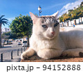 【スペイン】塀の上でくつろいでいる青い目の白猫（フリヒリアナ） 94152888
