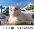 【スペイン】塀の上でくつろいでいる青い目の白猫（フリヒリアナ） 94152889