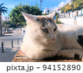 【スペイン】塀の上でくつろいでいる青い目の白猫（フリヒリアナ） 94152890