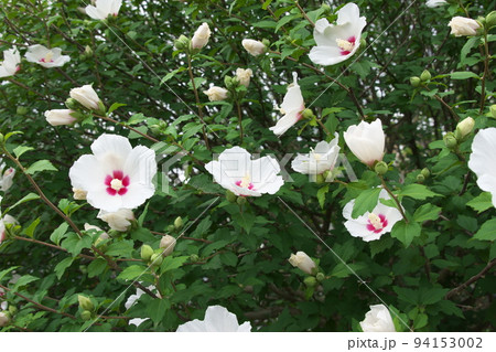 ムクゲの白花：蟹ヶ谷公園【緑背景】 94153002