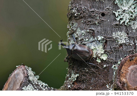 木につかまっているカブトムシのオス 94153370