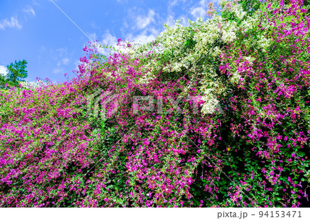 秋の空に映える萩の花 94153471