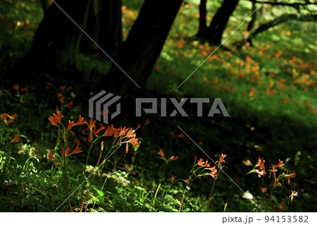 栃木市三毳山公園に咲くキツネノカミソリの花 栃木市三毳山公園に咲くキツネノカミソリの花 94153582