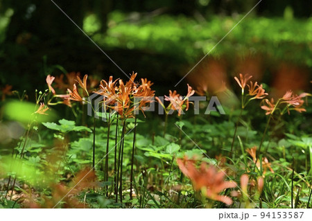 栃木市三毳山公園に咲くキツネノカミソリの花 94153587