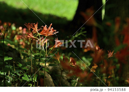 栃木市三毳山公園に咲くキツネノカミソリの花 94153588