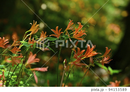 栃木市三毳山公園に咲くキツネノカミソリの花 栃木市三毳山公園に咲くキツネノカミソリの花 94153589