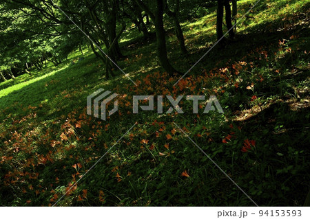 栃木市三毳山公園に咲くキツネノカミソリの花 94153593