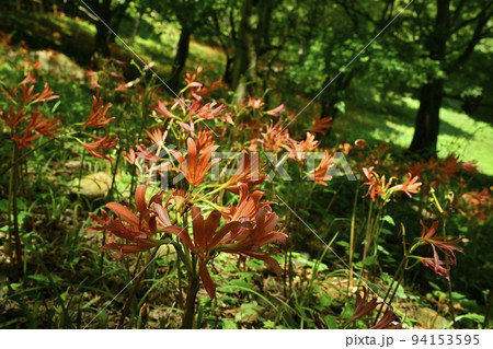 栃木市三毳山公園に咲くキツネノカミソリの花 94153595