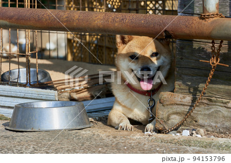 柴犬 柴犬 94153796