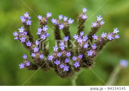 アレチハナガサの花 アレチハナガサの花 94154145