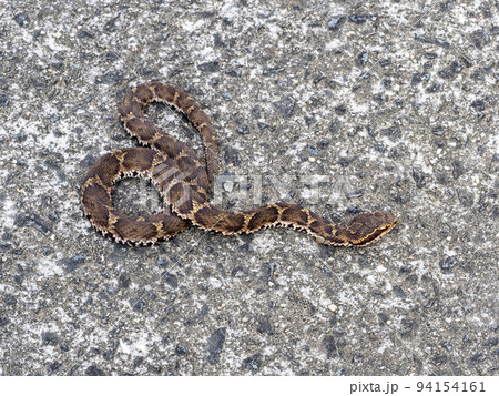 道にいるニホンマムシ 94154161