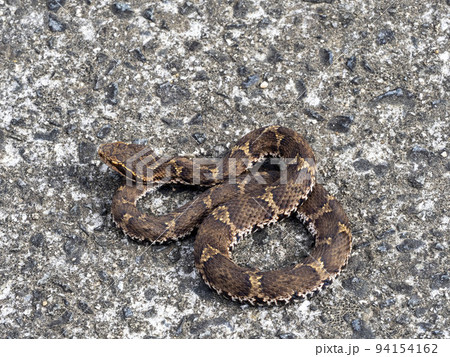 道にいるニホンマムシ 道にいるニホンマムシ 94154162