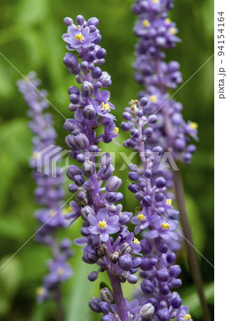 ヤブランの花 94154164