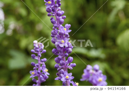 ヤブランの花 94154166