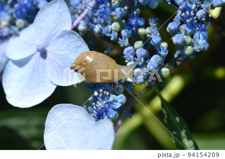 オカモノアラガイ 94154209