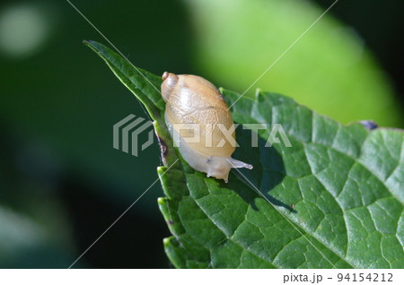 オカモノアラガイ 94154212